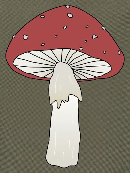 Fliegenpilz