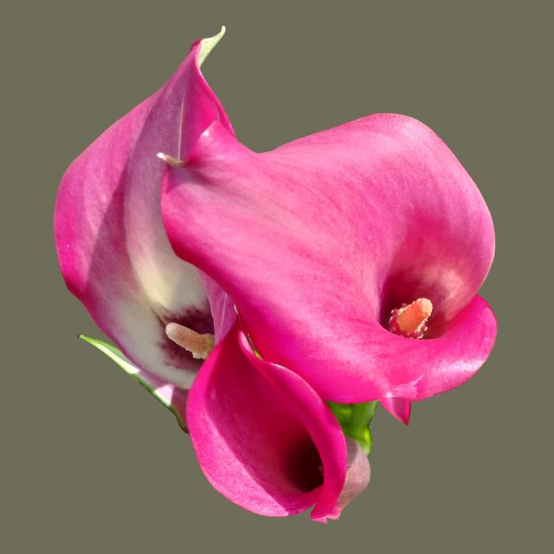 Trio de Fleurs Calla Roses