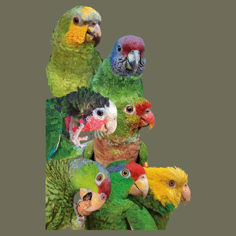 Perroquets d’Amazonie