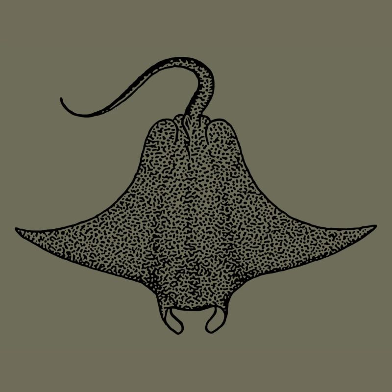 Teufelsrochen