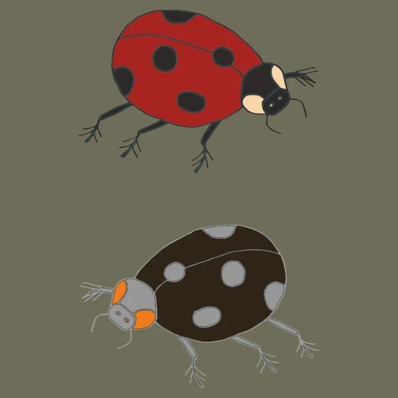 ladybug duo colored