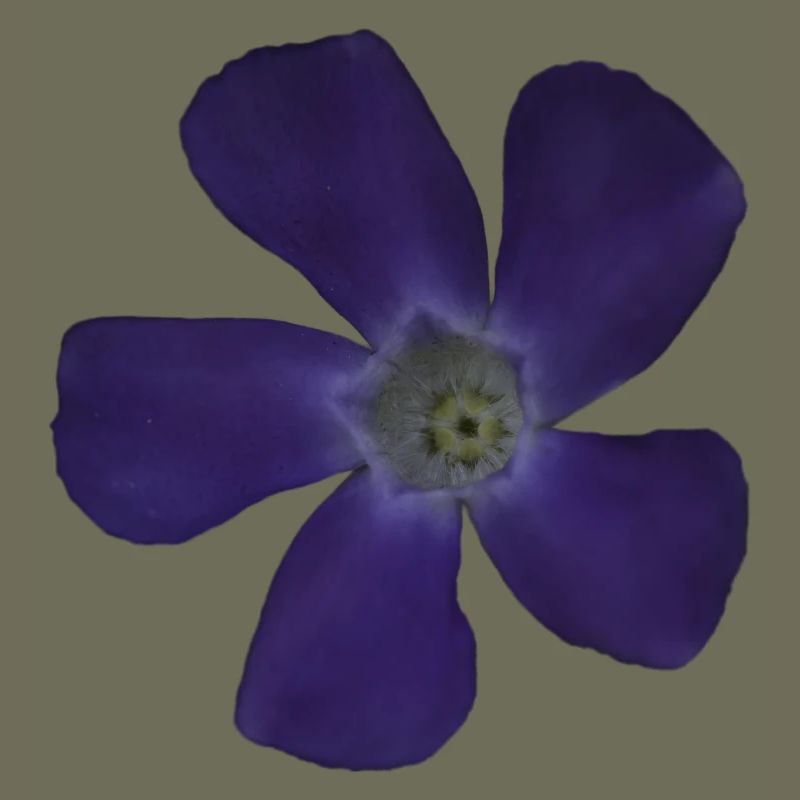 Fleur pourpre pervenche