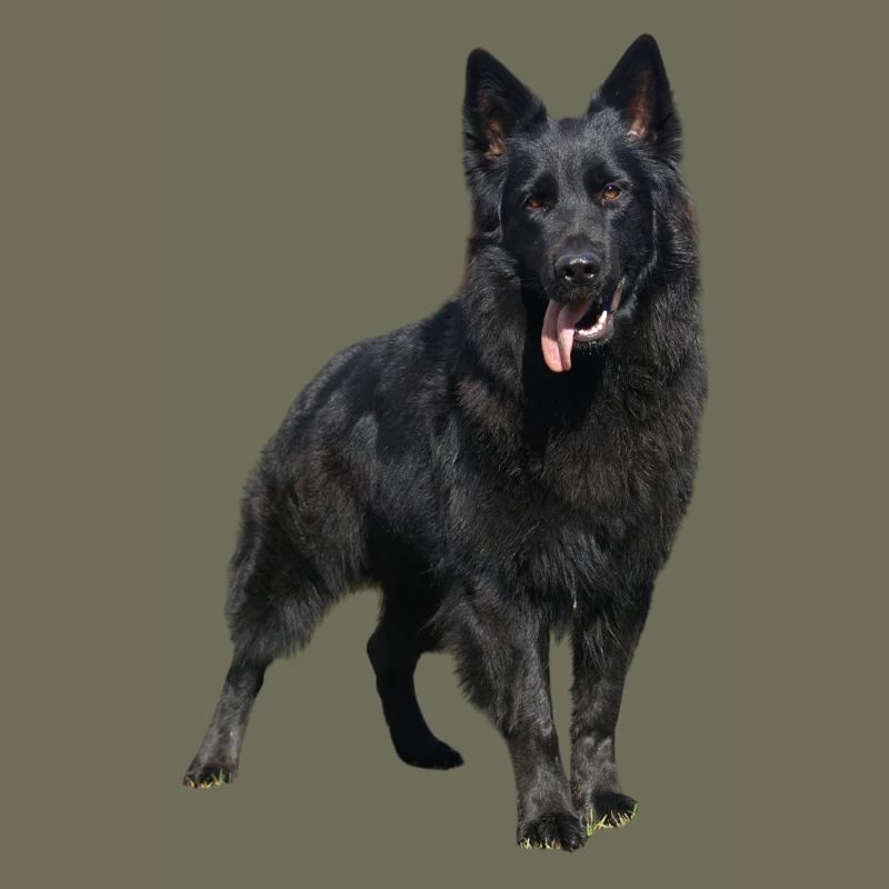 schwarzer Schäferhund