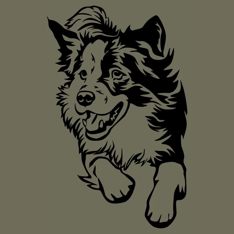 Border Collie