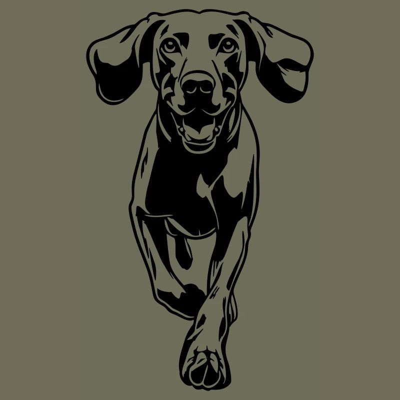 Weimaraner