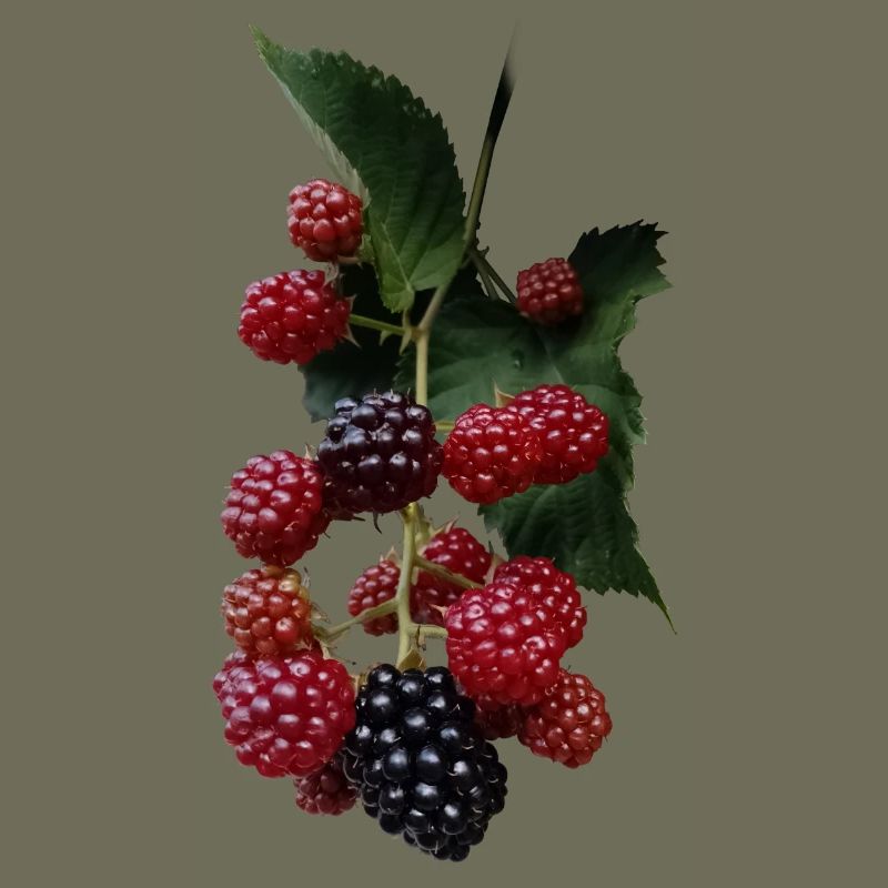 Berry Bush Pattern: Blackberries