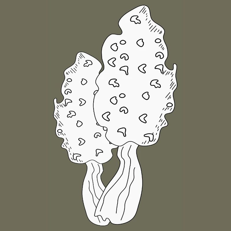 MORILLES