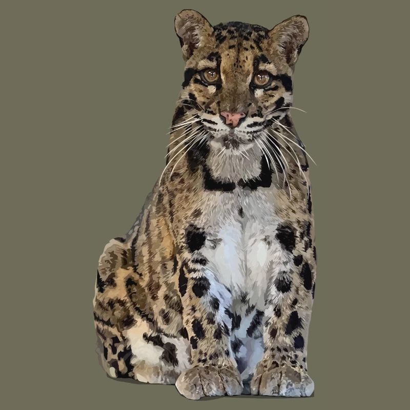 Clouded leopard