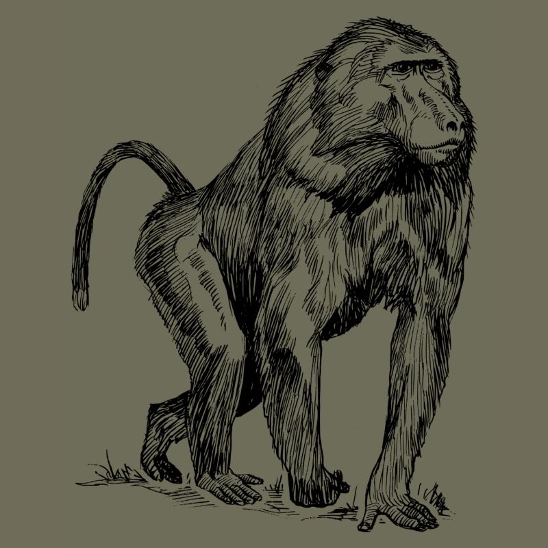 Monkey baboon
