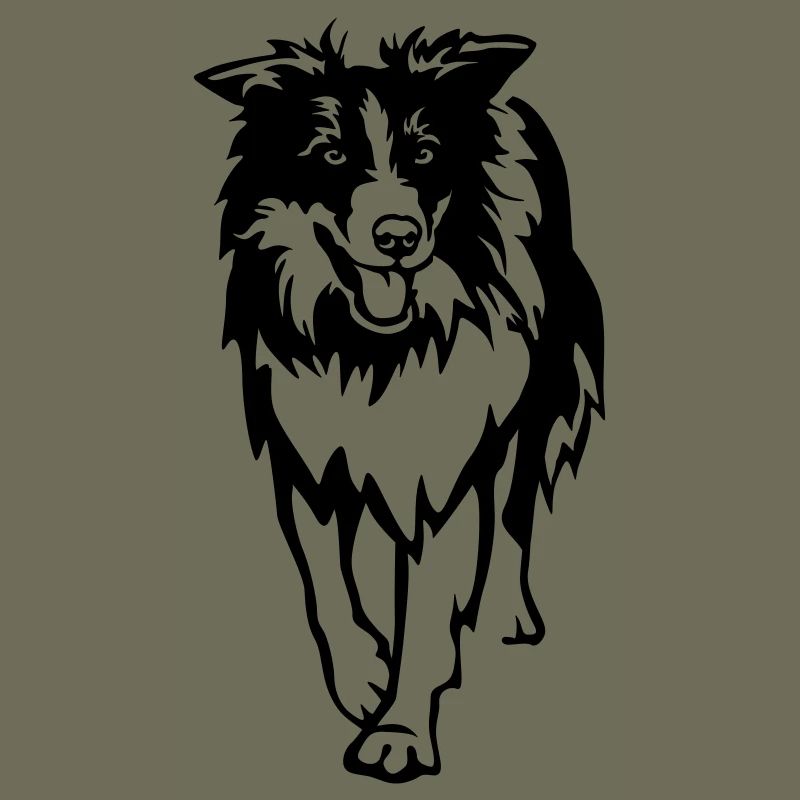Border Collie