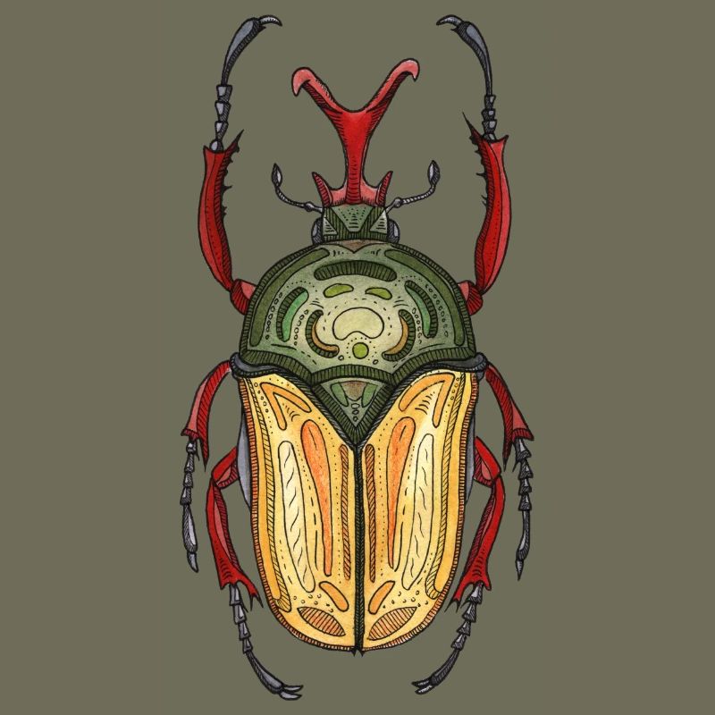 Big Stag - Coléoptère cerf géant