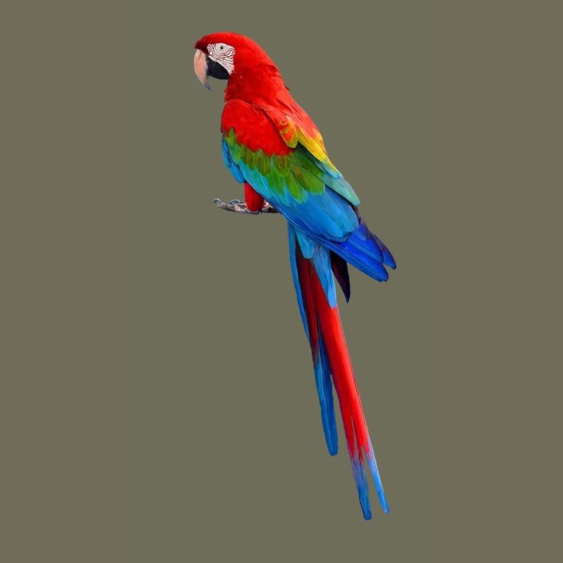 Parrot