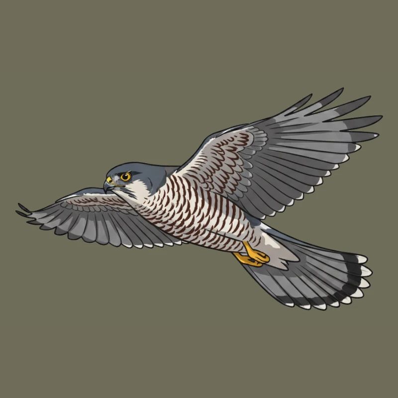 Sperber Greifvogel
