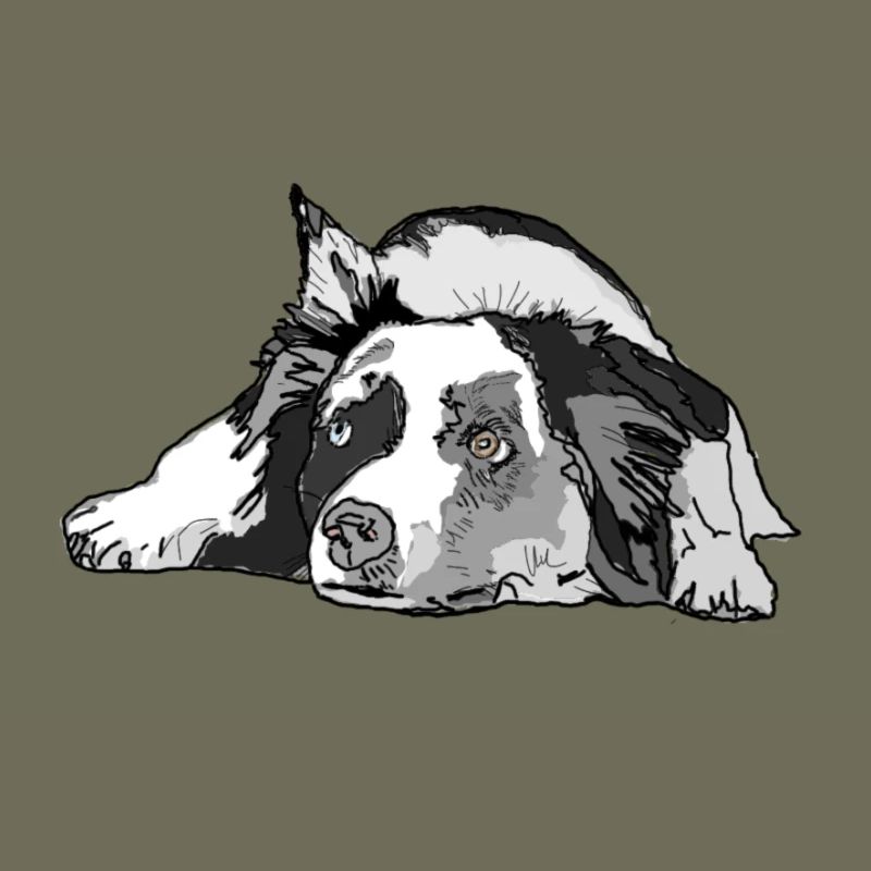 Australian Shepherd