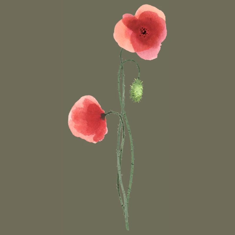 Flower: red poppy
