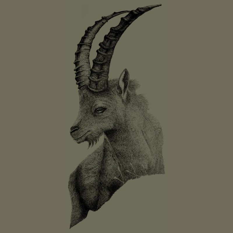 DER STEINBOCK