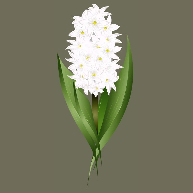 Jacinthe blanche – délicatesse sous forme de fleur