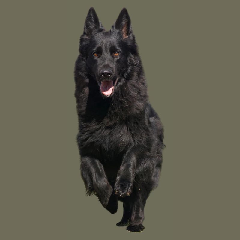 schwarzer Schäferhund Front