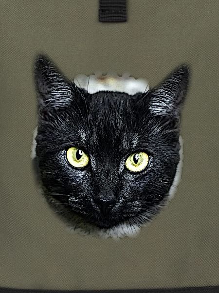 black cat schwarze Katze