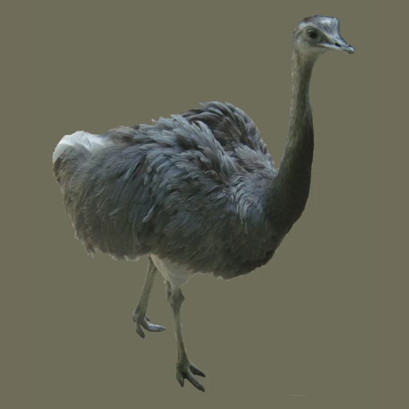 Bird Nandu