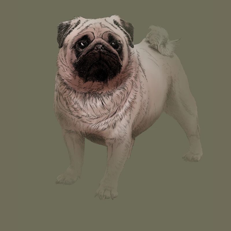 Pug