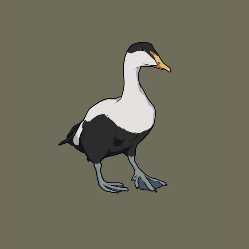 Dessin d’un eider