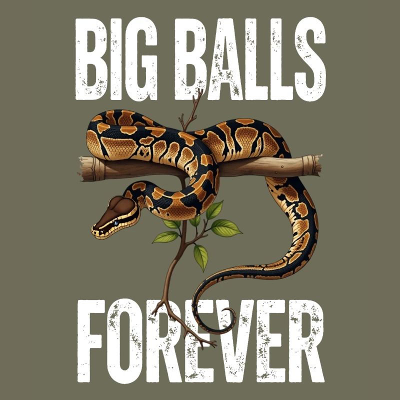 Königspython Schlangen Liebhaber Terrarium Python