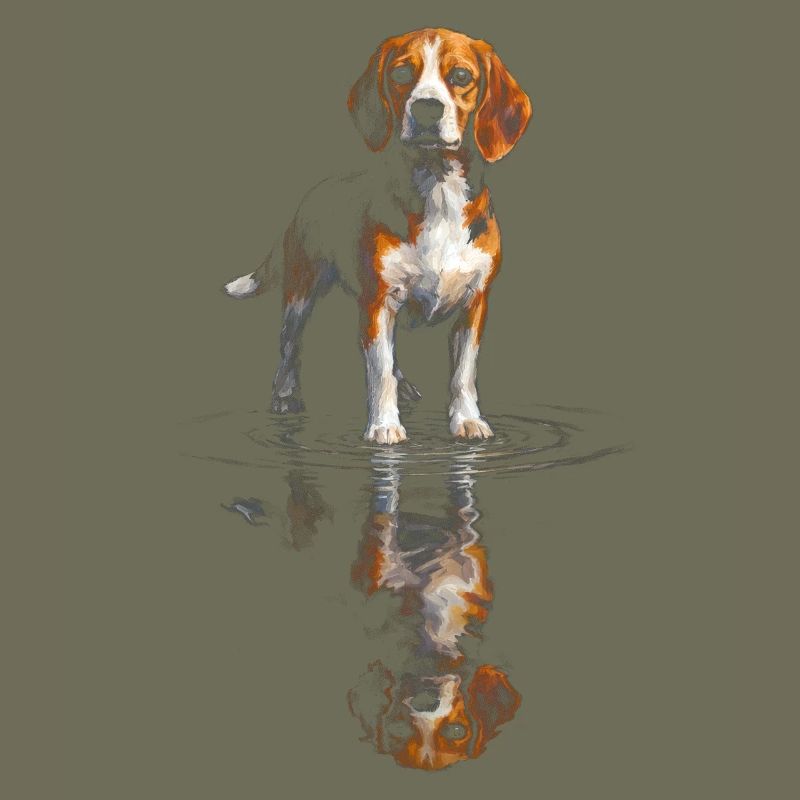 Beagle am Wasserspiegel