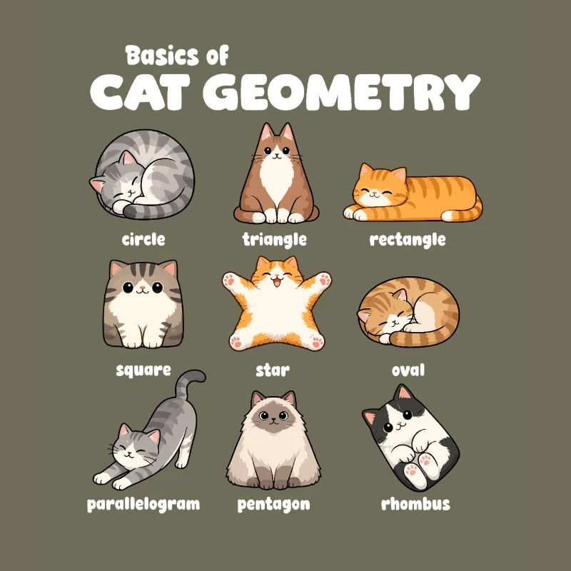 Basics of Cat Geometry Fun Math