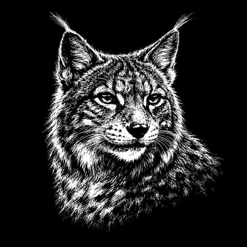 Lynx - graphismes réalistes de lynx