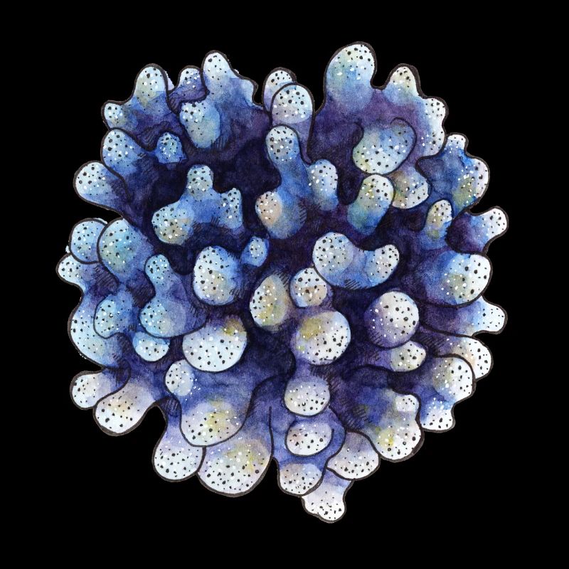 coral