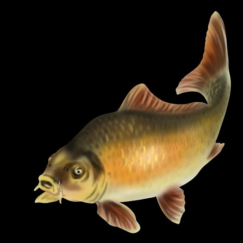 carp