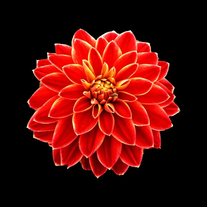 Dahlia red