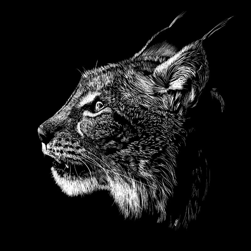 Luchs