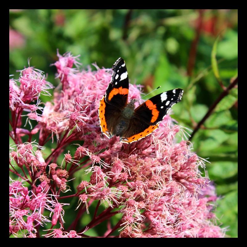Schmetterlinge