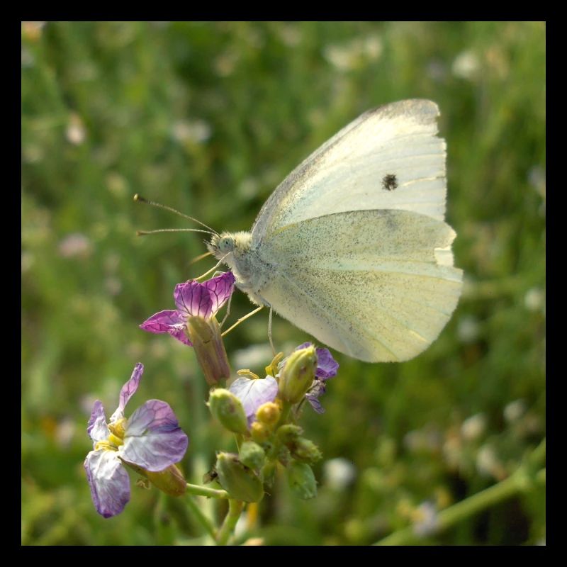 Papillon blanc sur fleur rose