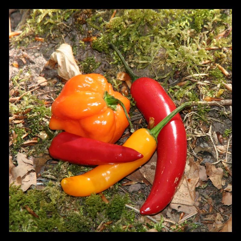 CHILI’s colorés