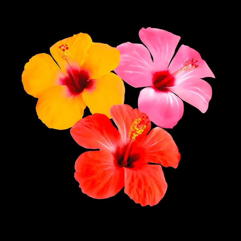Trio d’hibiscus - Fleurs tropicales