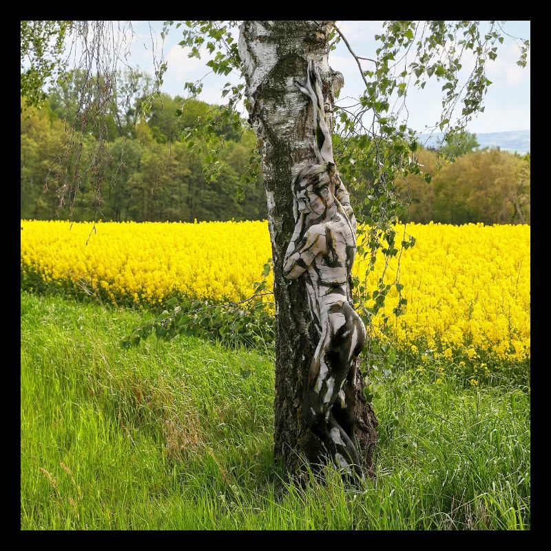 NatureArt Rapeseed Birches