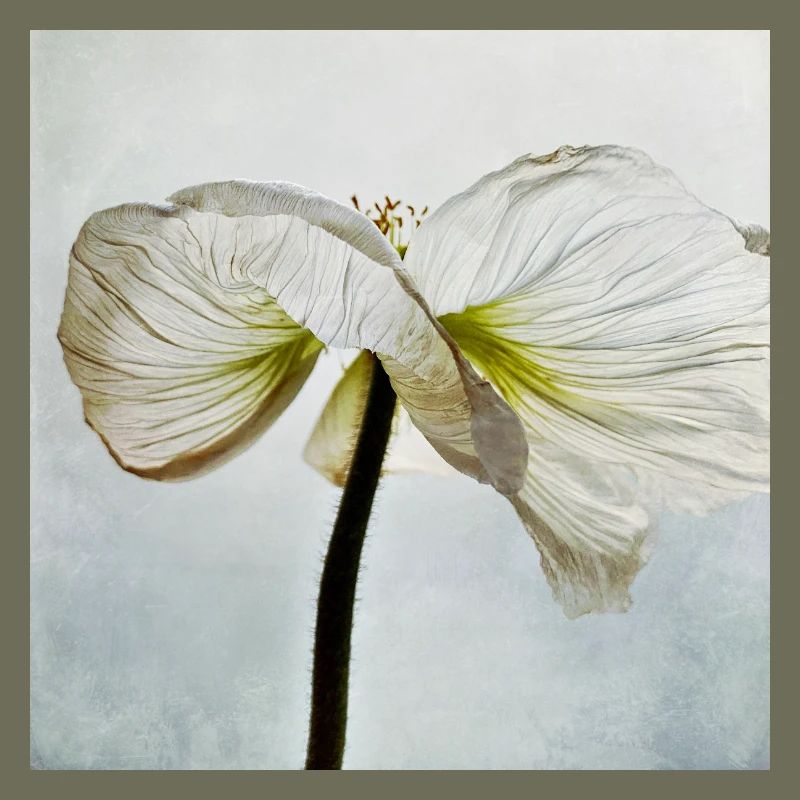 Weiße Mohnblüte