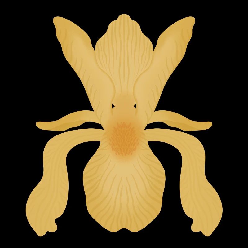 Floraison d’Iris doré