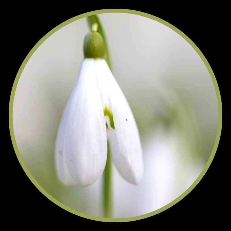 Perce-neige fleur blanche Fleur blanche Éclosion précoce