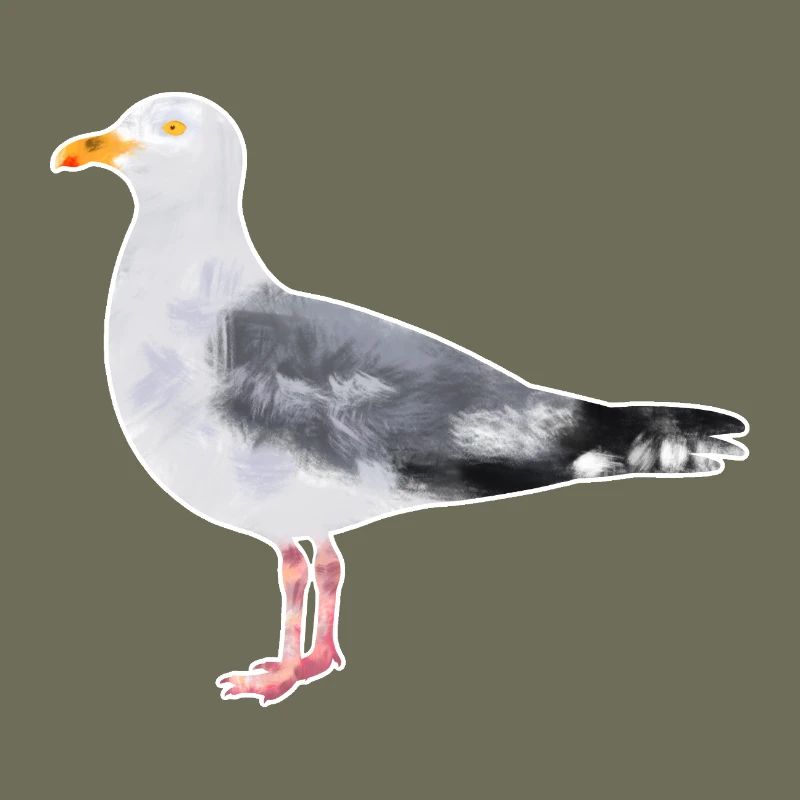 Herring Gull.1
