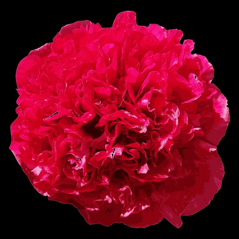 Bluete Pfingstrose rot