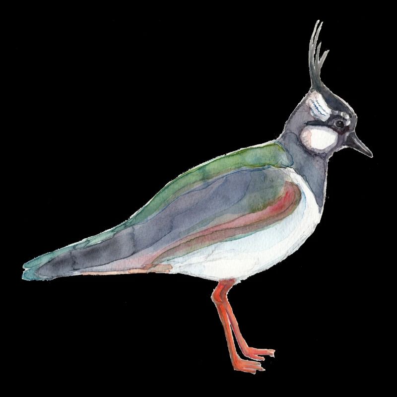 Vanneau