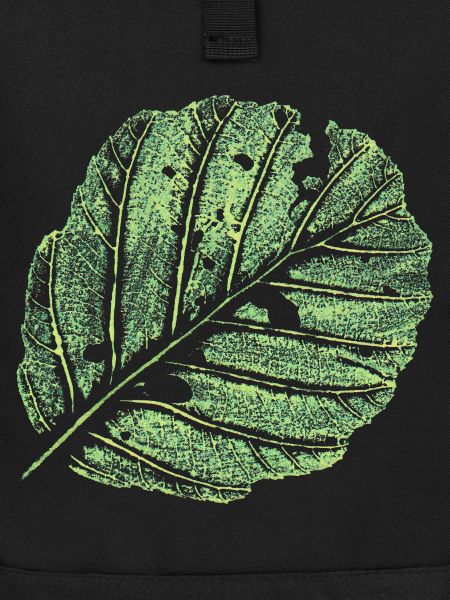 Feuille / Aulne