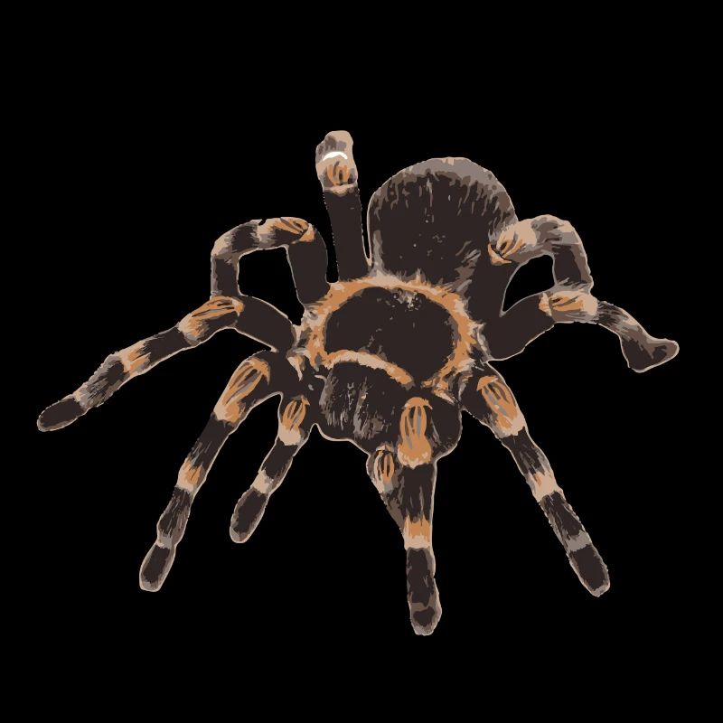 Tarantula Brachypelma smithi