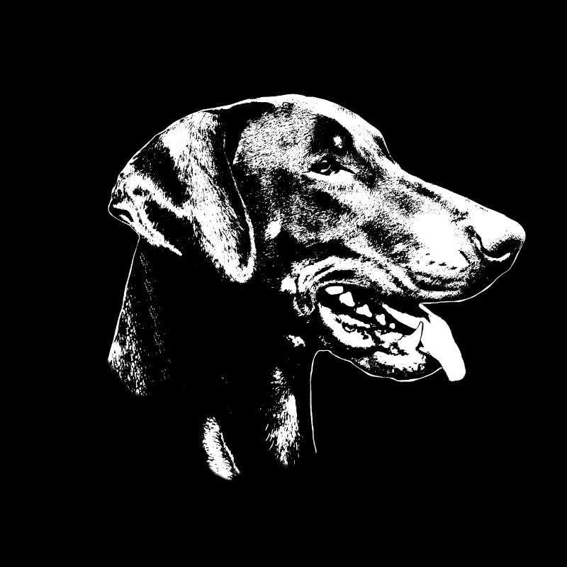Dobermann Kopf unkupiert