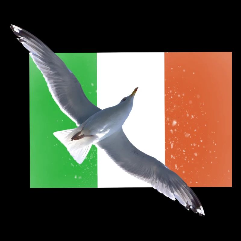 Irlande Irlande Mouette