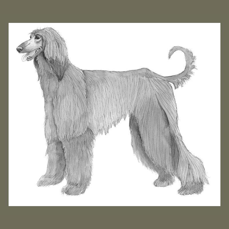 Afghan Hound Sticker No. 2